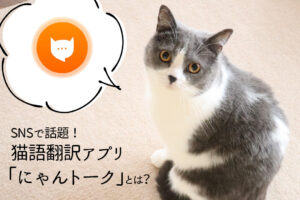 SNSで話題！猫語翻訳アプリ「にゃんトーク」とは？