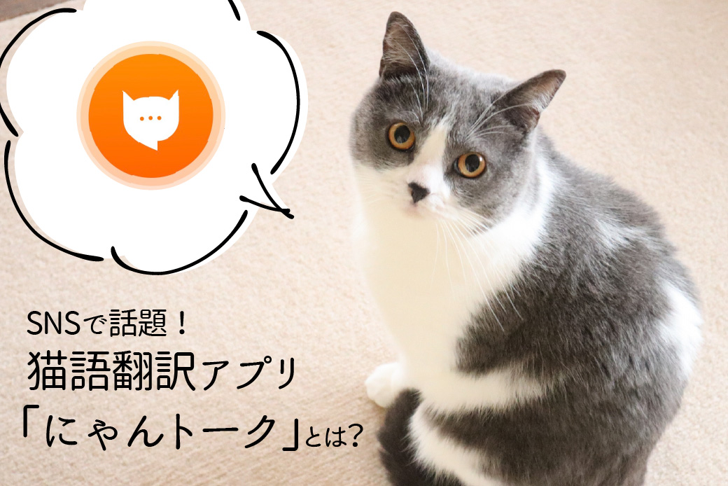 SNSで話題！猫語翻訳アプリ「にゃんトーク」とは？